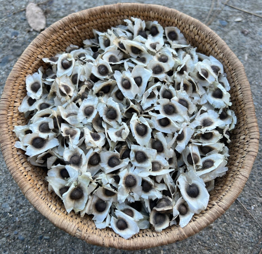 Moringa Seeds