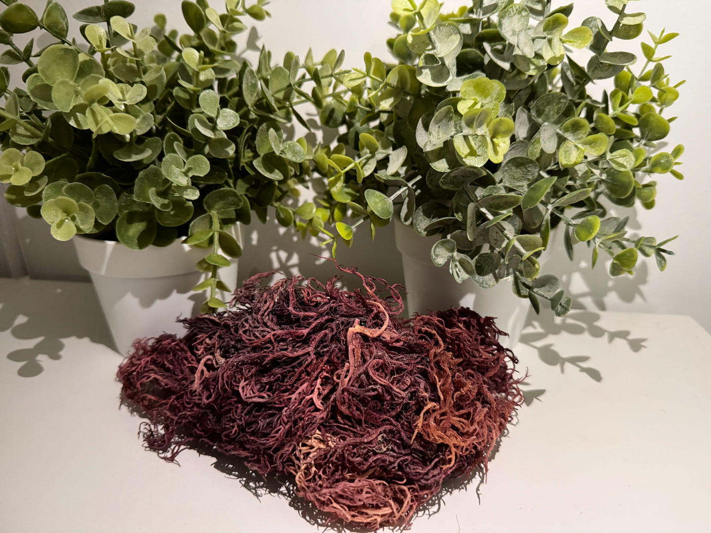 Purple Sea Moss